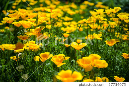 California poppy flowers  27734075