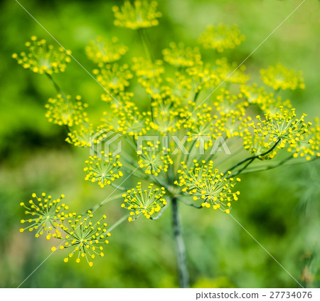 Dill (Fennel) flower 27734076