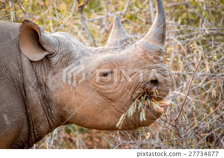 Eating Black rhino. 27734877