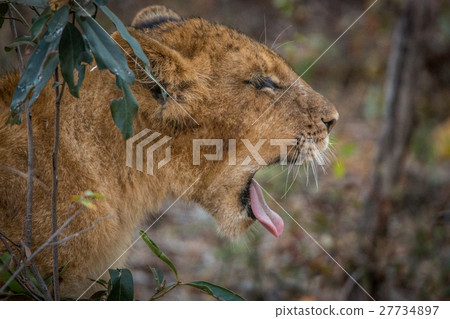 Yawning Lion cub. 27734897