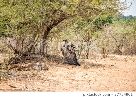 Resting White-backed Vulture. Resting White-backed Vulture. 27734901
