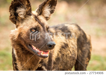 Starring African wild dog. 27734906