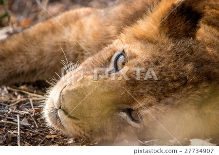 Lion cub resting in the dirt. 27734907