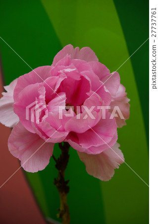 牡丹 牡丹 27737761