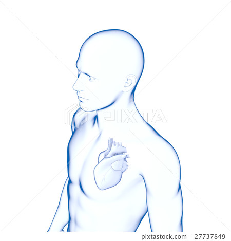 Heart, medical model 27737849