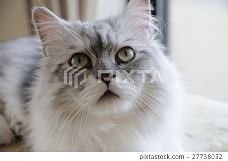 Looking at Minuet, "Something to worry about me" 27738052