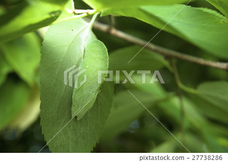 Pupa of Omurasaki Pupa of Omurasaki 27738286