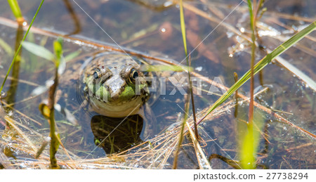 Big green Common bull frog with bugs on it. Big green Common bull frog with bugs on it. 27738294