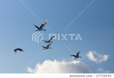 Dansha起重機（Tsurui村） 27738450