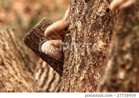Log-cultivation of shiitake mushrooms, Shiitake mushroom from Oita prefecture 27738459