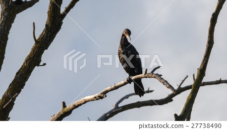 Immature Double crested Cormorant perched up high. 27738490