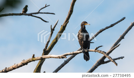 Immature Double crested Cormorant perched up high. 27738495