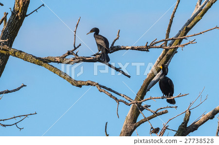Pair of large black double-crested cormorants. 27738528