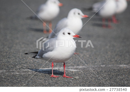 Seagull Seagull 27738540