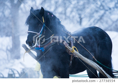 Winter horse horse Winter horse horse 27738554
