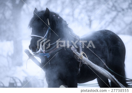 Winter horse horse Winter horse horse 27738555