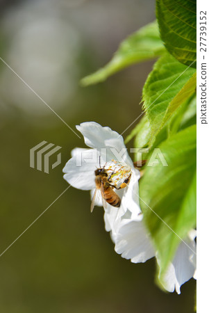 Shoot the bee at the cherry blossoms stopping and collecting nectar 27739152