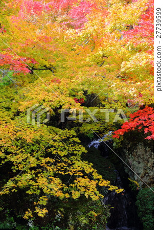 Autumn leaves of a maple [Autumn image] 27739599