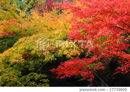 Autumn leaves of a maple [Autumn image] 27739600