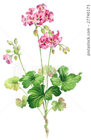 Geranium 27740173