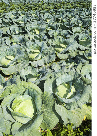 Mature Korean cabbage garden Mature Korean cabbage garden 27740985