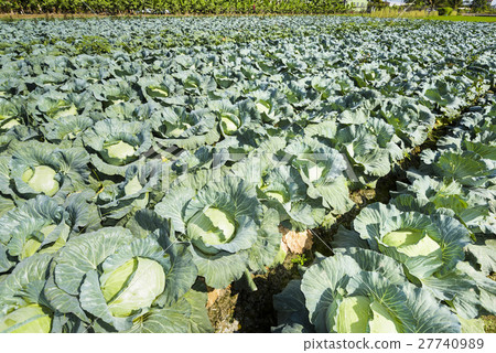 Mature Korean cabbage garden 27740989