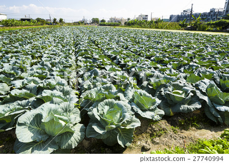 Mature Korean cabbage garden Mature Korean cabbage garden 27740994
