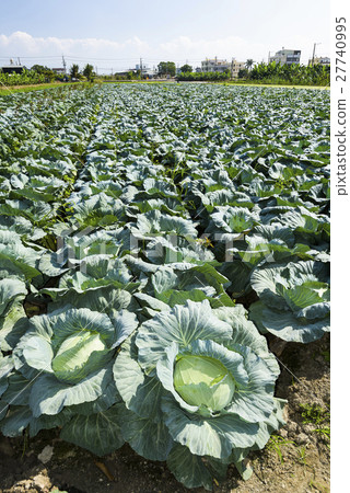 Mature Korean cabbage garden Mature Korean cabbage garden 27740995