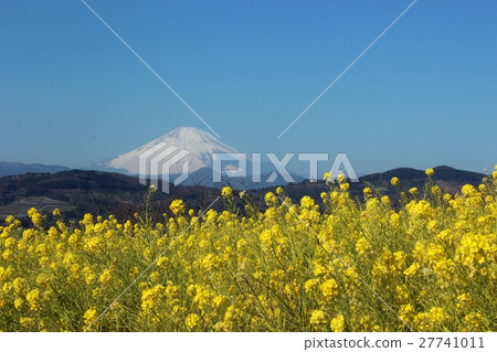  Mt Fuji and rape blossoms 27741011