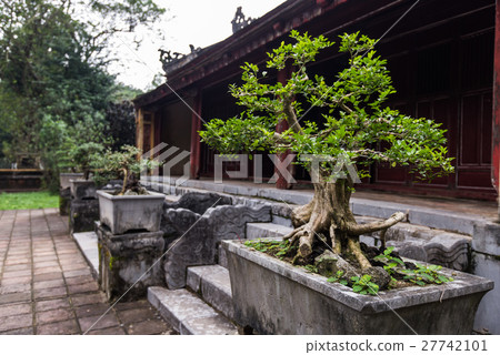 bonsai trees aligned in a row - selective focus on 27742101