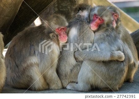 亞洲大象 27742391