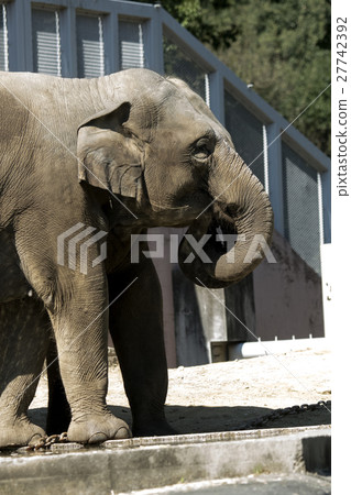 亞洲大象 27742392
