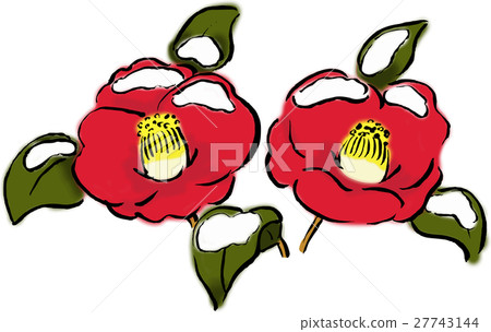 雪山茶花 27743144