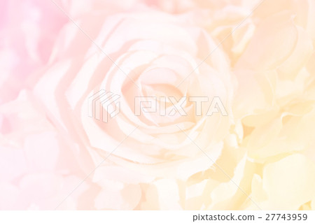 Soft focus of roses flower on sweet color Soft focus of roses flower on sweet color 27743959