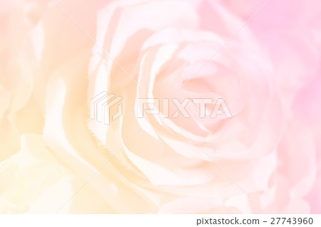 Soft focus of roses flower on sweet color Soft focus of roses flower on sweet color 27743960