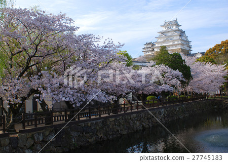 Cherry blossoms at Himeji castle 27745183