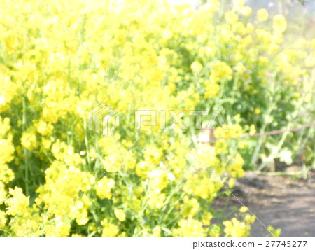 強姦開花 強姦開花 27745277