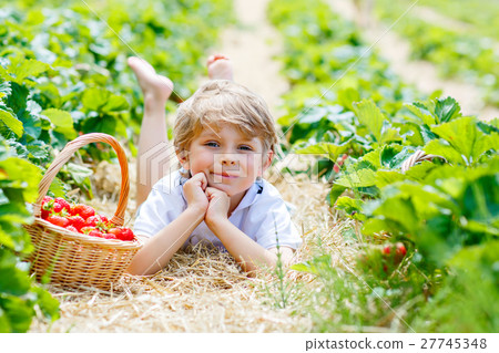 Little kid boy picking strawberries on farm Little kid boy picking strawberries on farm 27745348