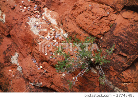 紅色岩石皮膚和硬幣塞多納 紅色岩石皮膚和硬幣塞多納 27745493