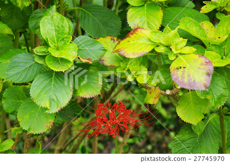 Cluster amaryllis Cluster amaryllis 27745970