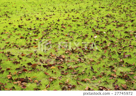 Dead leaves Dead leaves 27745972