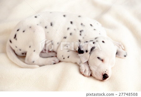 Cute little puppy and rabbit Cute little puppy and rabbit 27748508