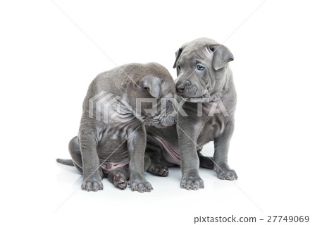 Two thai ridgeback puppies isolated on white 27749069