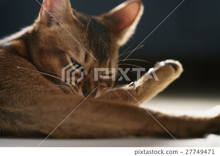 young abyssinian cat lying on the floor young abyssinian cat lying on the floor 27749471