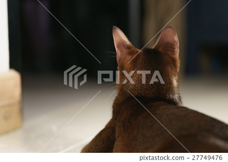 young abyssinian cat sitting on the floor shot young abyssinian cat sitting on the floor shot 27749476
