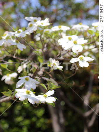 Dogwood white flower Dogwood white flower 27749477