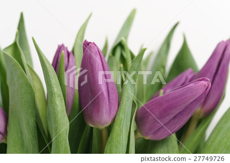 fresh purple tulips shot from above on white fresh purple tulips shot from above on white 27749726