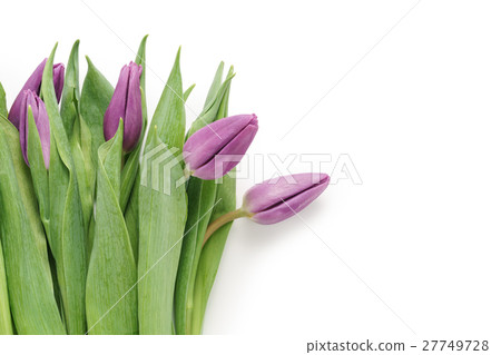 fresh purple tulips shot from above isolated on fresh purple tulips shot from above isolated on 27749728