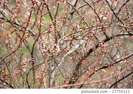 Spring blossoms Spring blossoms 27750121