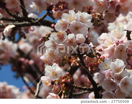 Cold cherry is a cherry blossoms of early bloom that blooms as a forerunner of spring at deciduous trees in the rose family. The flower language "smiles at you." 27750509